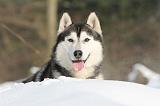 SIBERIAN HUSKY 189